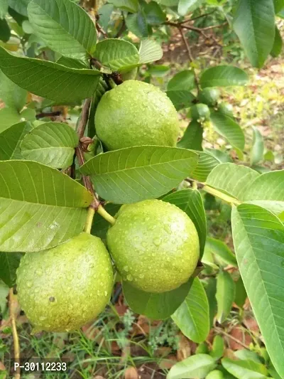 URAN Guava Plant