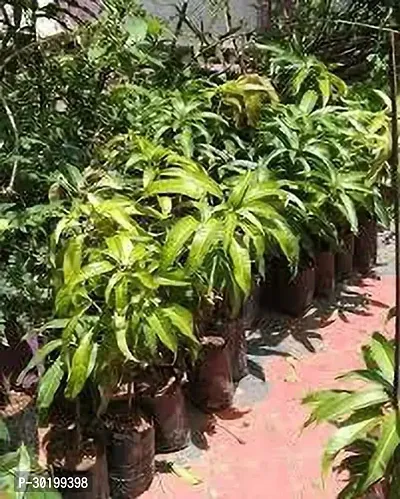 URAN Mango Plant