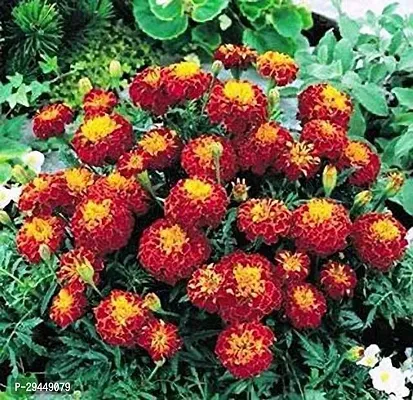 Marigold PlantHybrid And Grafted Easy To Grow | Plant With Growing Bag| Plant Hight 1.5-1.238 Fit [S751]-thumb0