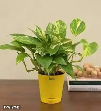 URAN  Money Plant-thumb0