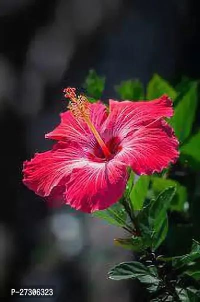 Hibiscus PlantHybrid And GraftedEasy To Grow[AN1001][a217]-thumb0