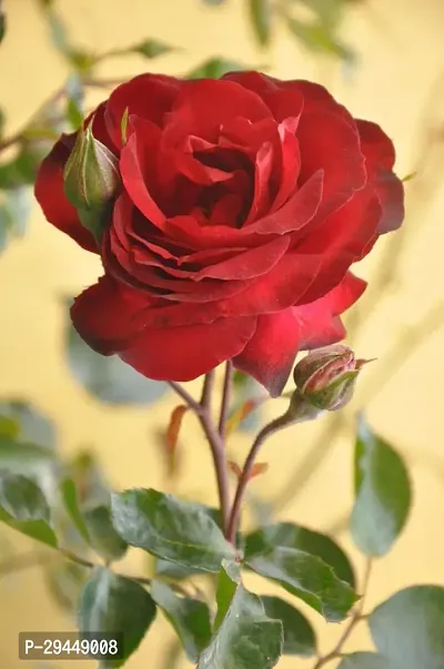 Rose PlantHybrid And Grafted Easy To Grow | Plant With Growing Bag| Plant Hight 1.5-1.167 Fit [S680]