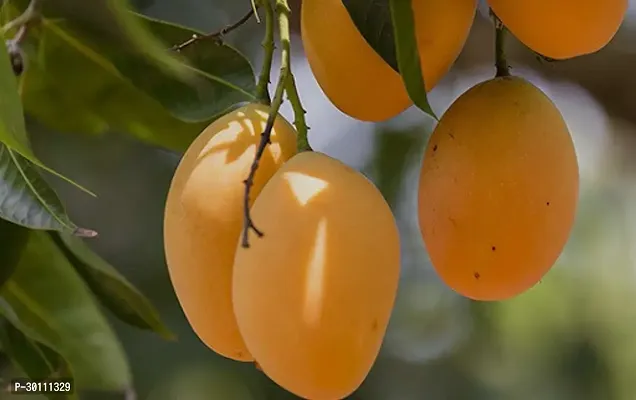 URAN Mango Plant-thumb0