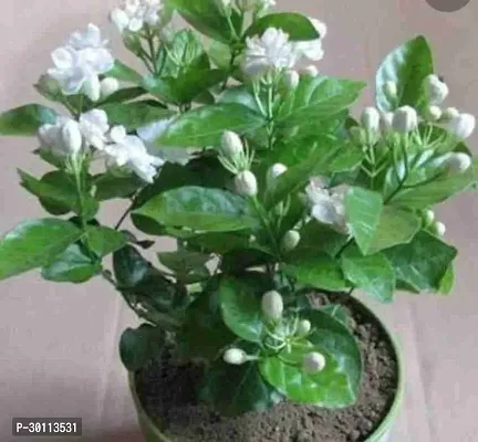 URAN Jasmine Plant-thumb0