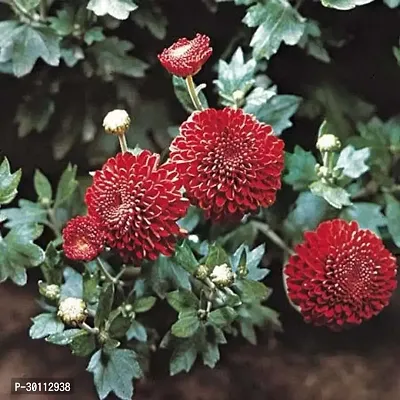 URAN Chrysanthemums/ Guldavari Plant-thumb0