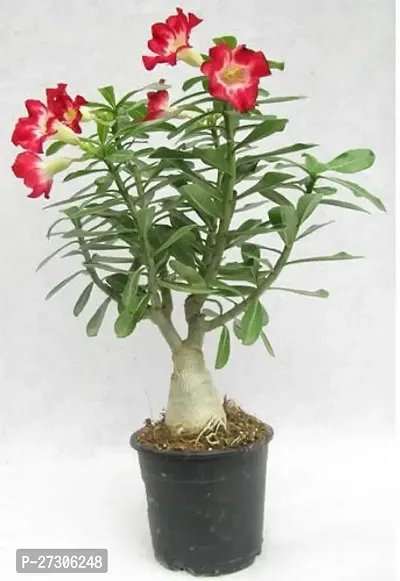 Adenium PlantHybrid And GraftedEasy To Grow[AN1001][a143]