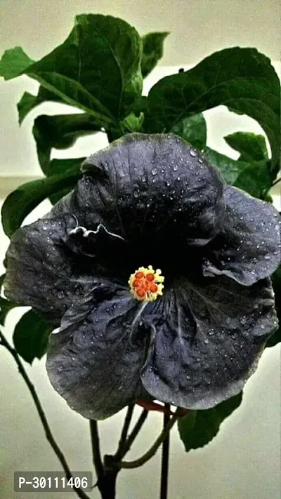 URAN Hibiscus Plant-thumb0