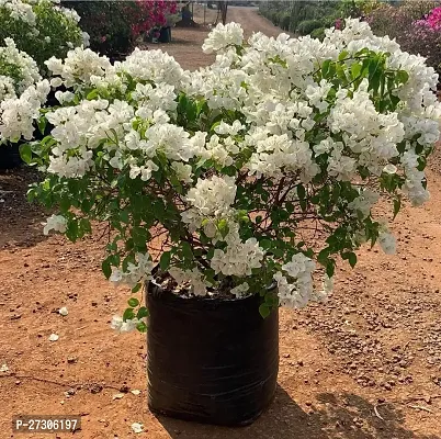 Bougainvillea PlantHybrid And GraftedEasy To Grow[AN1001][a092]-thumb0