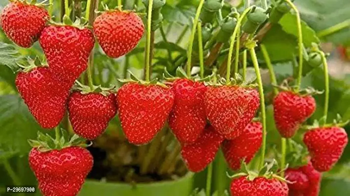 Strawberry Plant