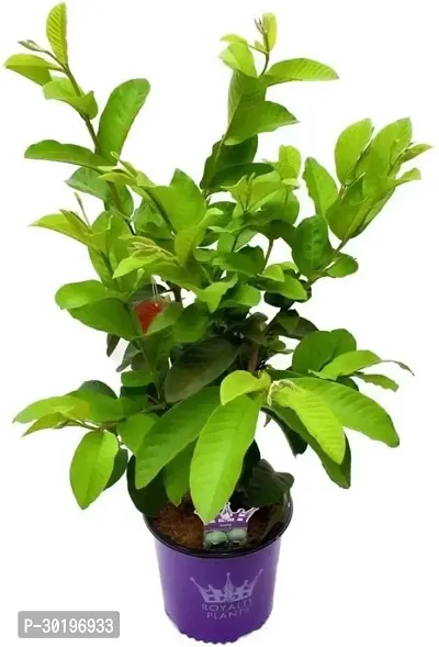 URAN  Guava Plant