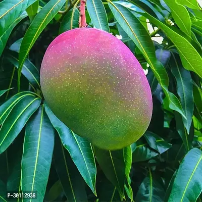 URAN Mango Plant-thumb0