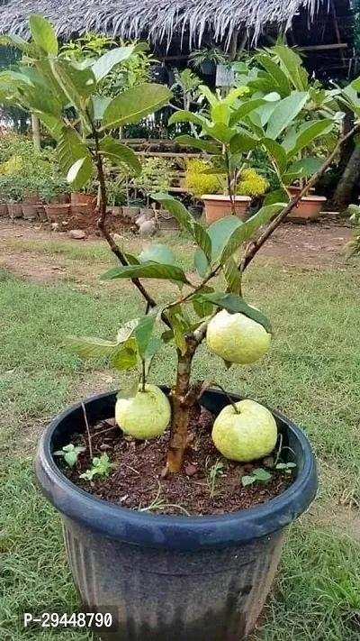 Guava PlantHybrid And Grafted Easy To Grow | Plant With Growing Bag| Plant Hight 1.5-1.41 Fit [S554]-thumb0