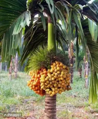 Betel Nut/Supari Plant-thumb0