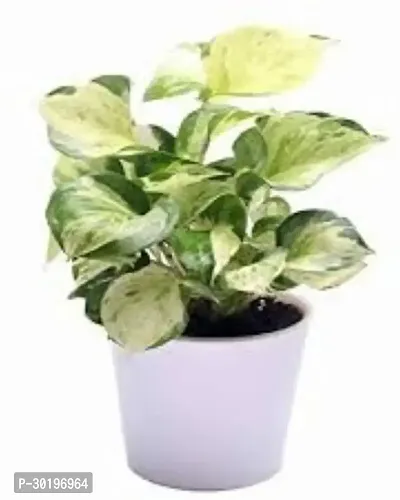 URAN  Money Plant-thumb0