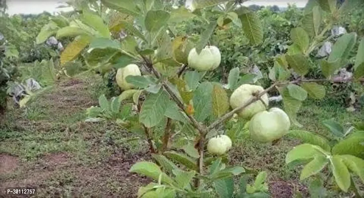 URAN Guava Plant