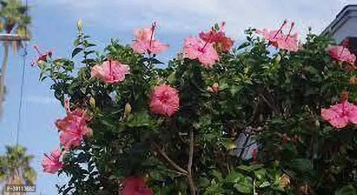 URAN Hibiscus Plant