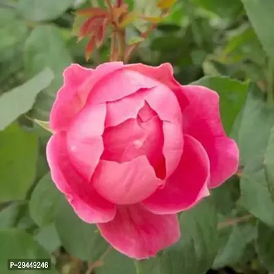 Marigold PlantHybrid And Grafted Easy To Grow | Plant With Growing Bag| Plant Hight 1.5-1.404 Fit [S917]