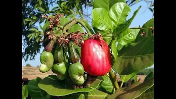 URAN Custard Apple Plant-thumb2