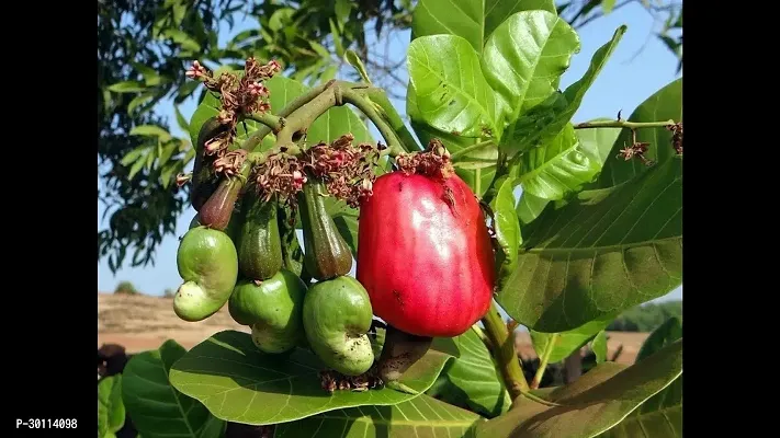 URAN Custard Apple Plant-thumb3