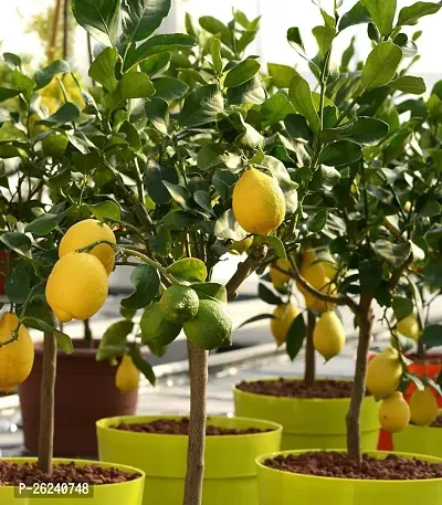 URAN Hybrid Lemon Fruit Plant Grafted
