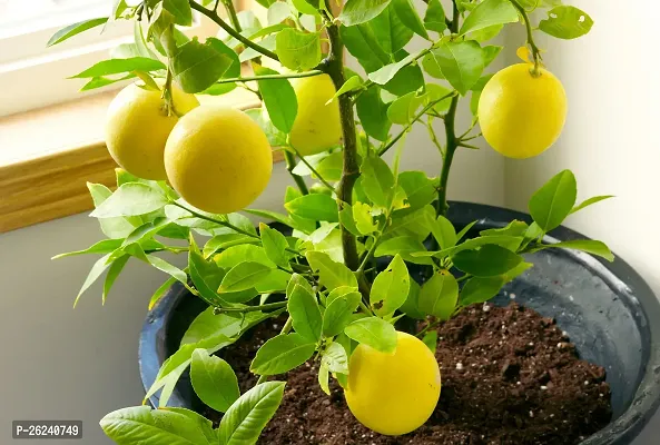 URAN Hybrid Malta  Lemon Fruit Plant Grafted-thumb0