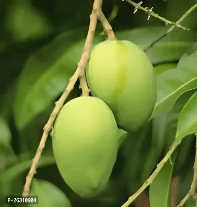 URAN Hybrid Mango Fruit Plant Grafted-thumb0