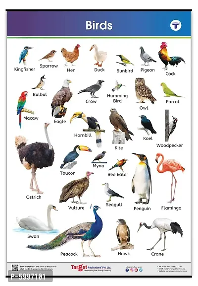 Jumbo Birds Chart for Kids My First Early Learning Types of Birds Educational Wall Charts and their Names at Home or School for Children (39.25 x 27.25 in)