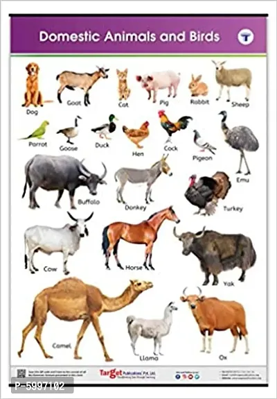 Jumbo Domestic Animals and Birds Chart for Kids Learn Names of Animals and Birds at Home or School with Educational Wall Chart for Children