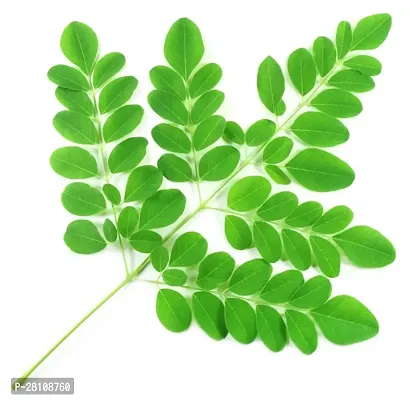 Natural Health Products Natural Moringa leaf Powder 200 gram-thumb3