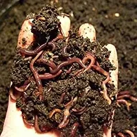 SP Retail VERMI Compost Manure Form 100 % Organic (Pack of 1kg )-thumb2