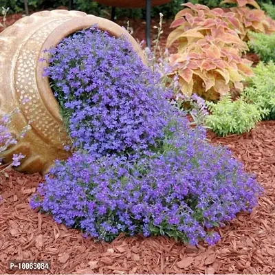 Nature Mayaa Alyssum-Royal blue Carpet Flower 200+seeds-thumb0