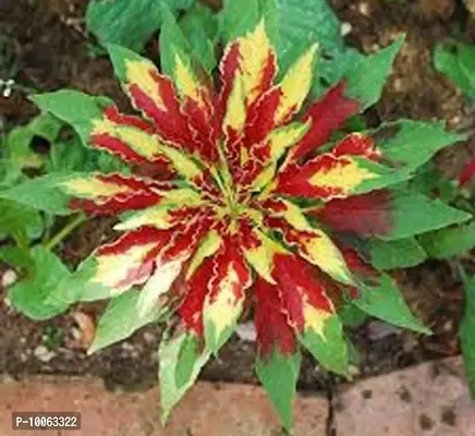 Nature Mayaa Amaranthus Tricolor Sparkle Hunt Flower Seeds For Nursery Plant (Seeds) 100+Seeds
