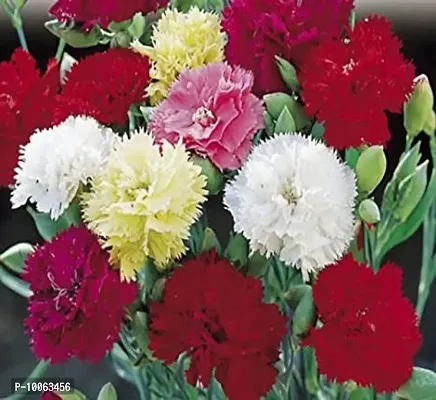 Nature Mayaa Carnation Gaint Chaubad Mix Flower Seeds 100+Seeds-thumb0