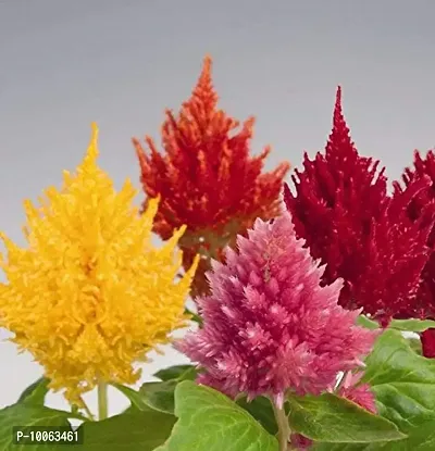 Mature Mayaa Celosia Plumose Glorious Mix Seeds100+ Seeds