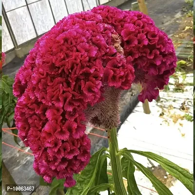 Nature Mayaa Celosia Cristata Cockscomb Mix (200 Seeds) Heirloom Flower Seeds Non-GMO