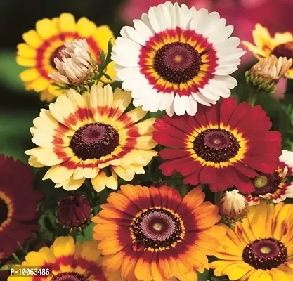 Nature Mayaa 100 Seeds Chrysabthemum Carinatum Mix Flower Seeds