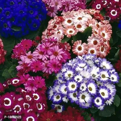 Nature Mayaa Cineraria Hansa Flower Seeds 100+ Seeds