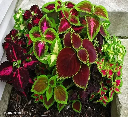 Nature Mayaa Coleus Rainbow Tilak Tulshi Mix Flower Seeds 600+ Seeds In Pack