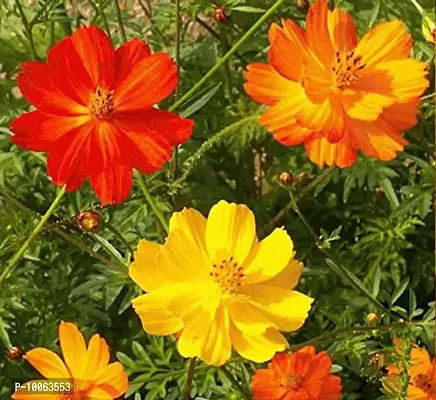 Nature Mayaa Home Garden Cosmos Brith Light Flower Seeds 100+ Seeds