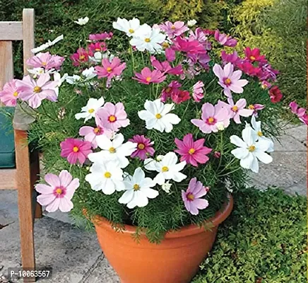 Nature Mayaa Cosmos Senta Flower Seeds For Home Garden 100+seeds In Pack