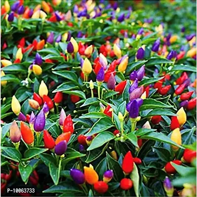 Nature Mayaa Ornamental Chilly Choise Plant Seeds 100
