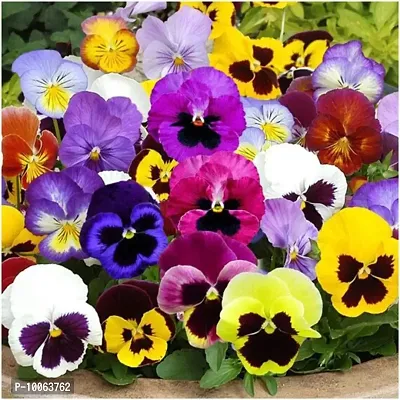 Nature Mayaa Pansy Swiss Giant Mix Flower Seeds For Home Garden 100+ Seeds In Pack-thumb0