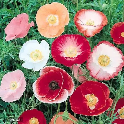 Nature Mayaa Poppy Sherly Double Mix Flower Seeds 100+ Seeds In Pack in Pack