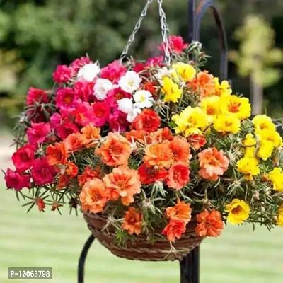 Nature Mayaa Portulaca Flower Seeds For Home Garden 500+ Seeds In Pack-thumb0