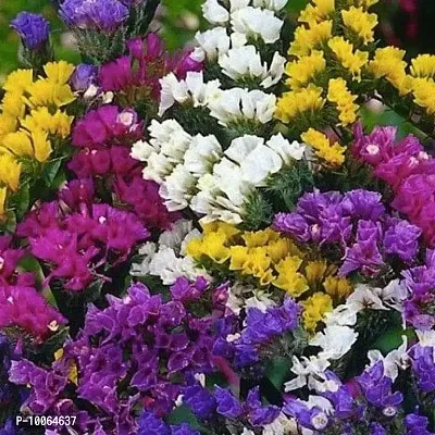 Nature Mayaa Statica Pacific Mix Flower Seeds For Home Garden 100+seeds In Pack