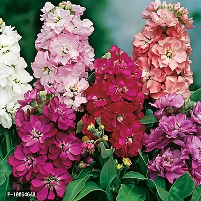 Nature Mayaa Stock Mixed Flower Plant Seeds For Home Garden 100+ Seeds In Pack