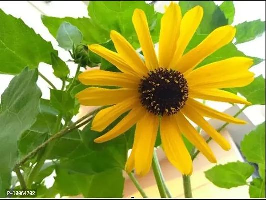 Nature Mayaa Sun Flower Japanese Flower Seeds 100