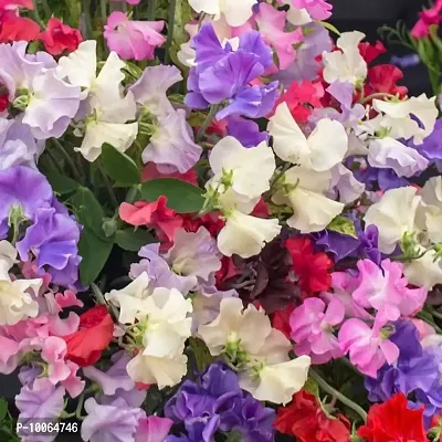 Nature Mayaa Sweet Pea Royal Family Mixed Flower Seeds 100+seeds In Pack