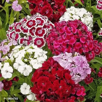 Nature Mayaa Sweet William Black Prince Flower Seeds For Home Garden Plant Seeds 100