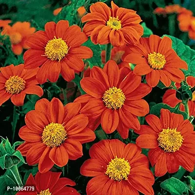 Nature Mayaa Tihoniya Torch Red Flower Seeds For Home Garden 100+seeds In Pack